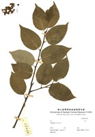 藏品(冬青屬)的圖片